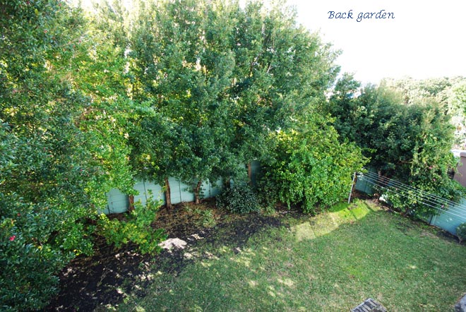 Back garden